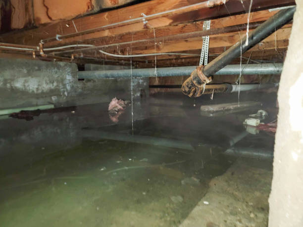 Best Flood restoration services  in Gages Lake, IL